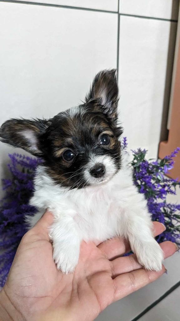 The Touch Of Madness - Chiot disponible  - Epagneul nain Continental (Papillon)