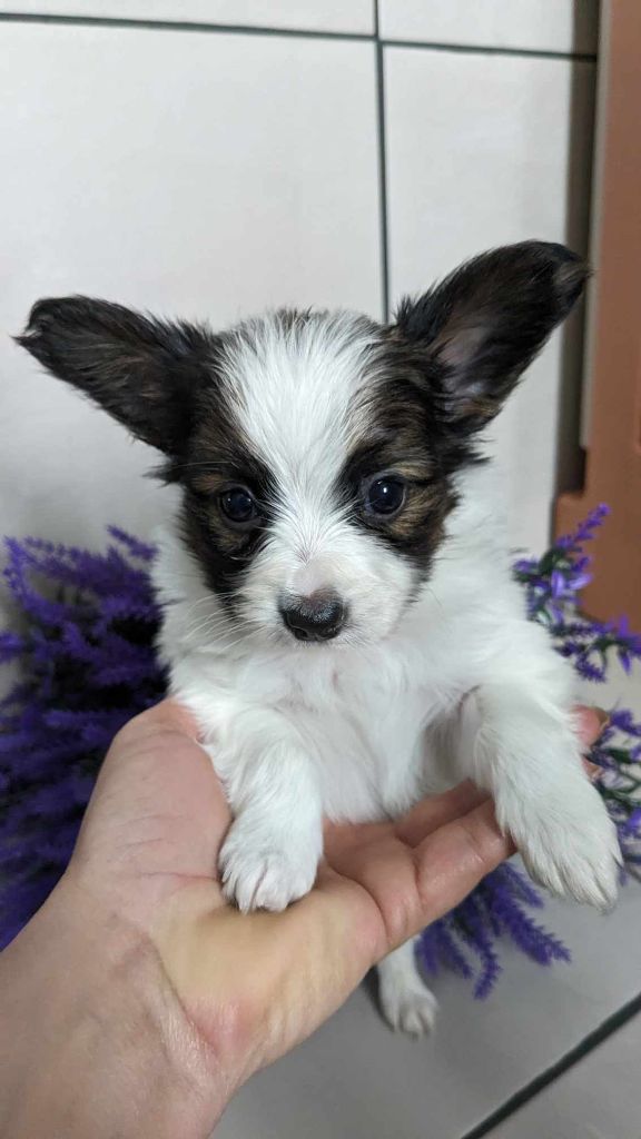 The Touch Of Madness - Chiot disponible  - Epagneul nain Continental (Papillon)