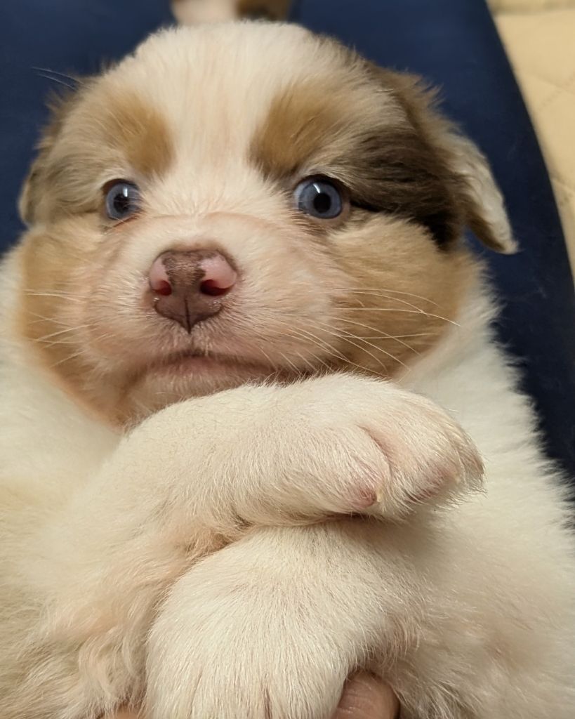 The Touch Of Madness - Chiots disponibles - Berger Australien