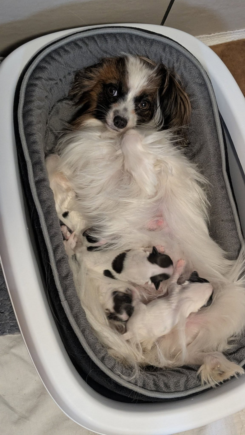 Chiot Epagneul nain Continental (Papillon) The Touch Of Madness