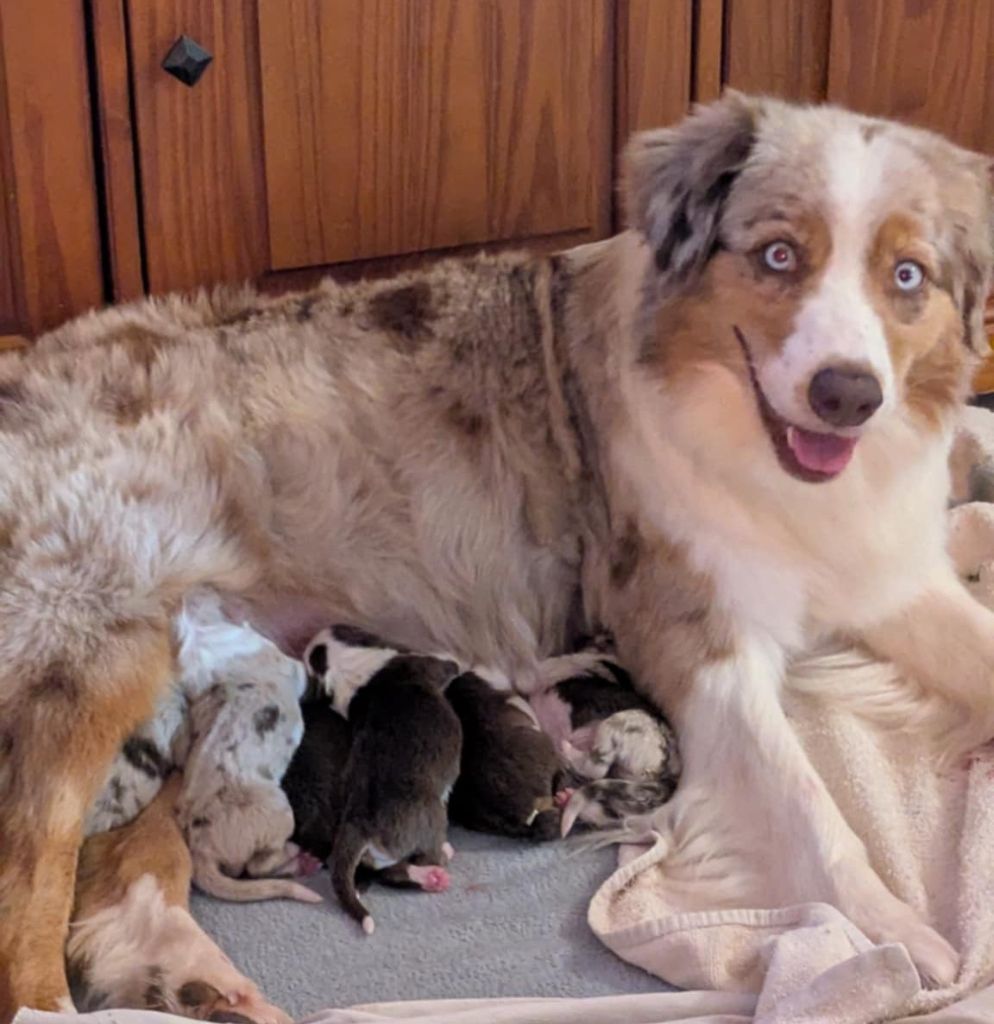 Chiot Berger Australien The Touch Of Madness