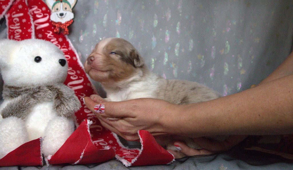 The Touch Of Madness - Chiots disponibles - Berger Australien