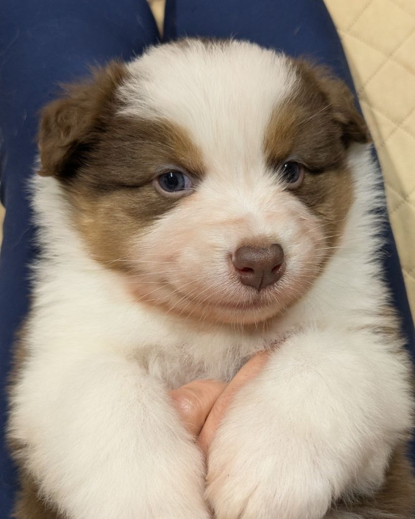 The Touch Of Madness - Chiots disponibles - Berger Australien