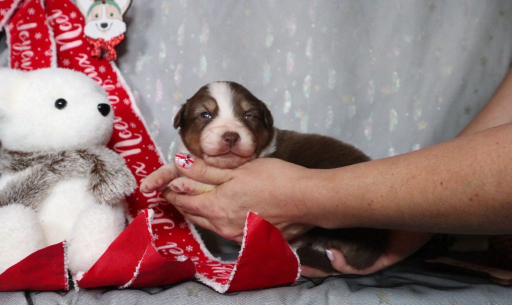 The Touch Of Madness - Chiots disponibles - Berger Australien