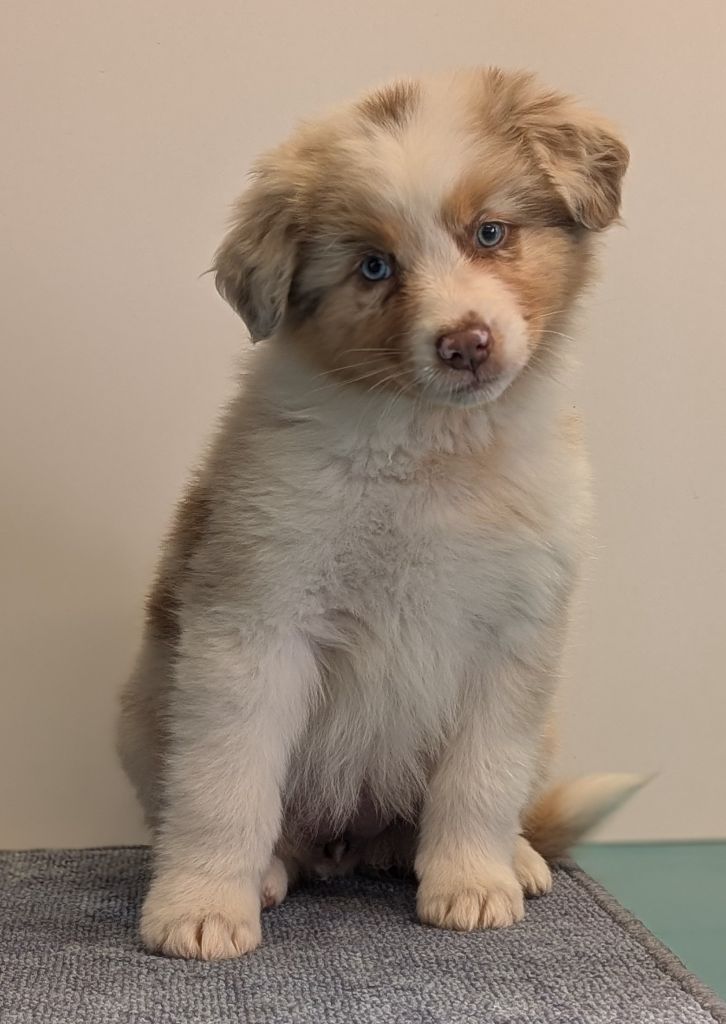 The Touch Of Madness - Chiots disponibles - Berger Australien