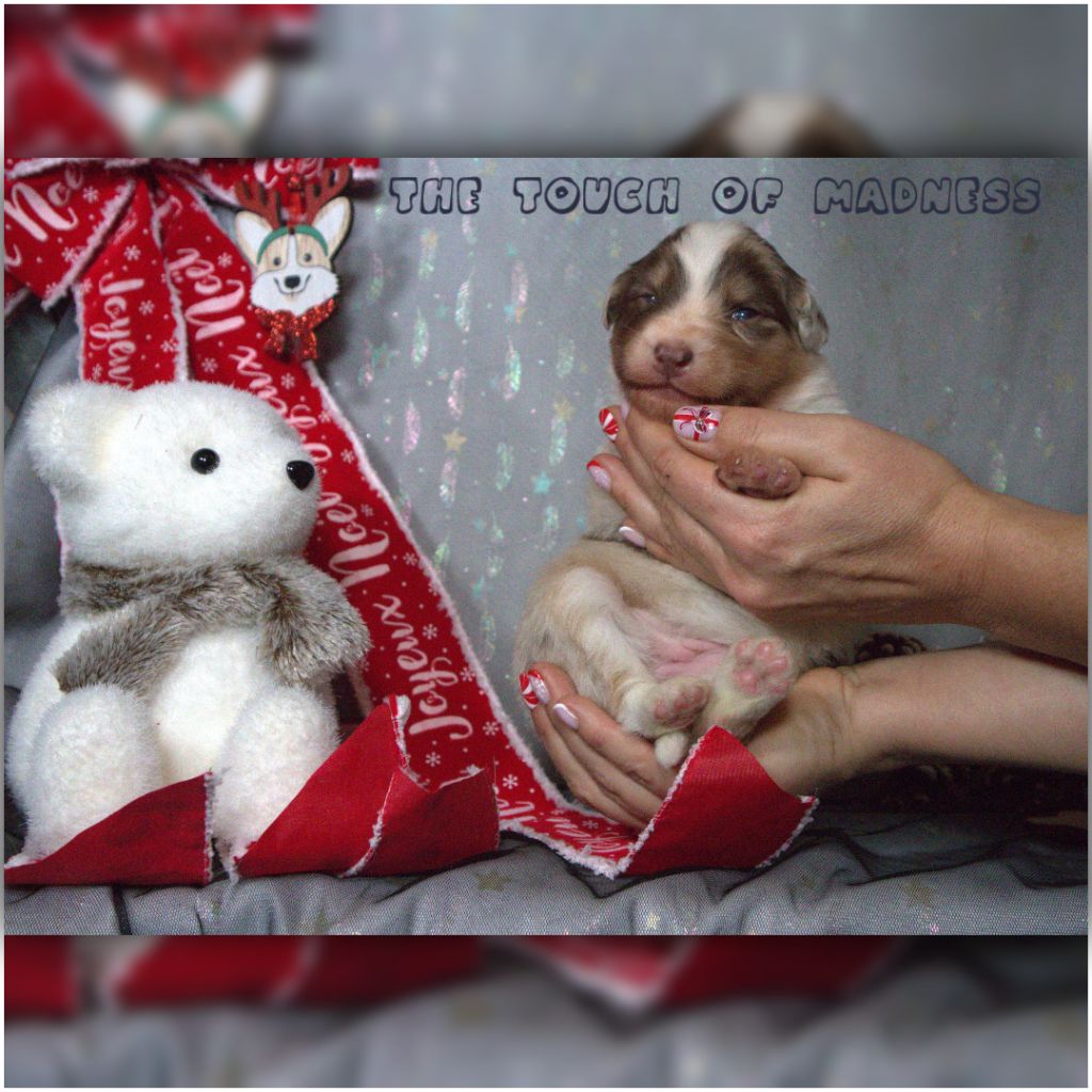 The Touch Of Madness - Chiots disponibles - Berger Australien