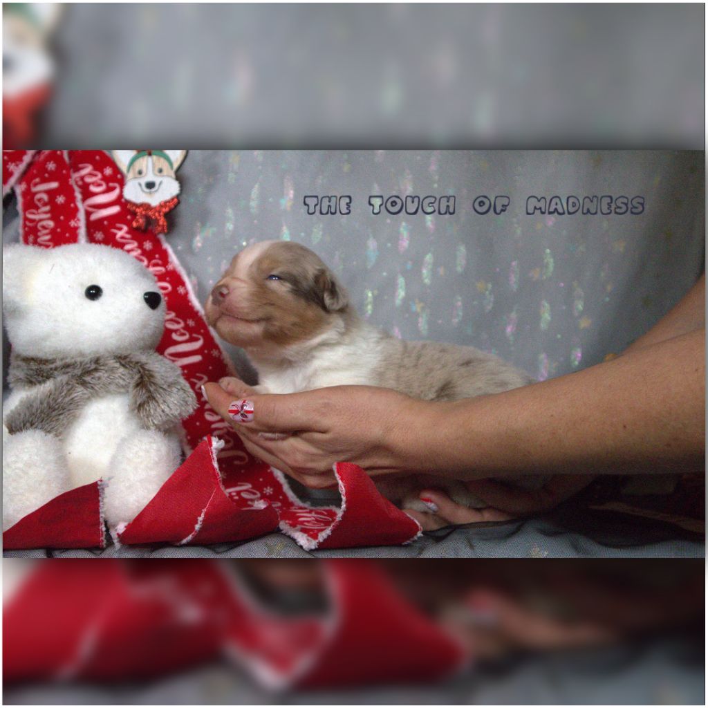 The Touch Of Madness - Chiots disponibles - Berger Australien