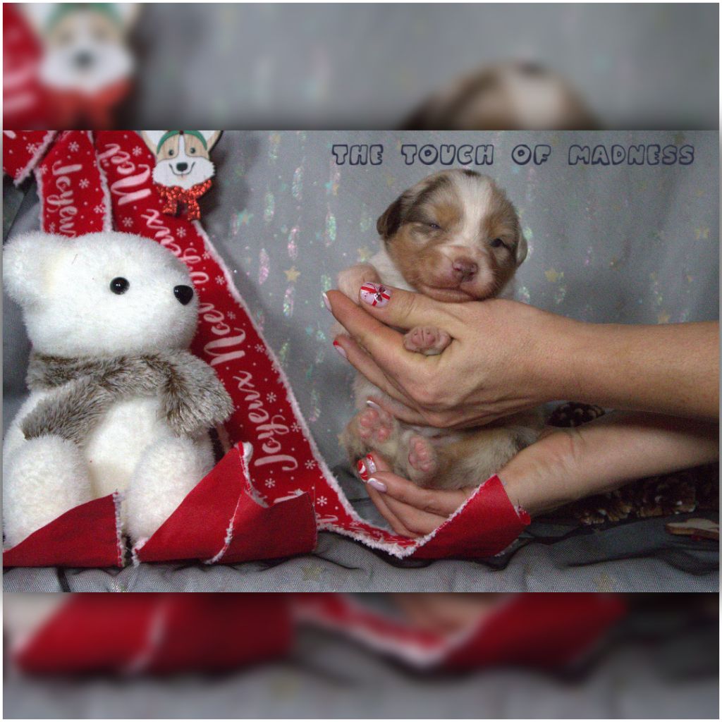 The Touch Of Madness - Chiots disponibles - Berger Australien