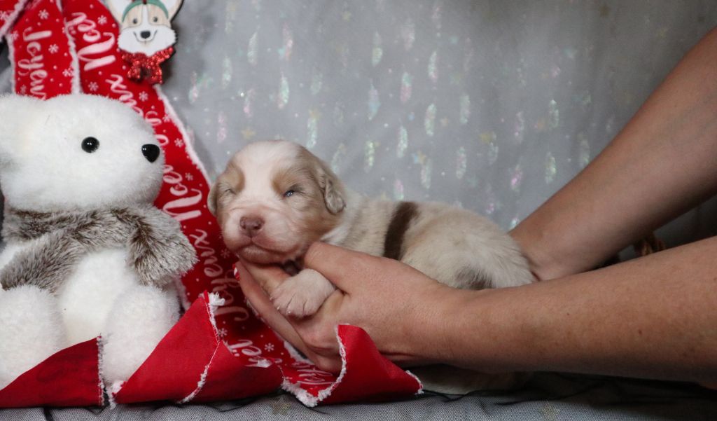 The Touch Of Madness - Chiots disponibles - Berger Australien