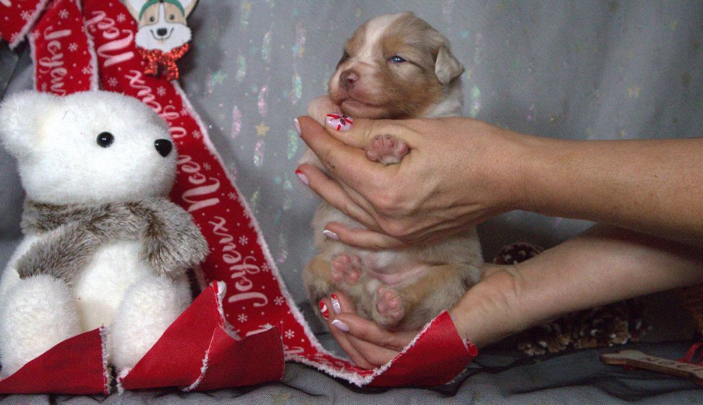 The Touch Of Madness - Chiots disponibles - Berger Australien