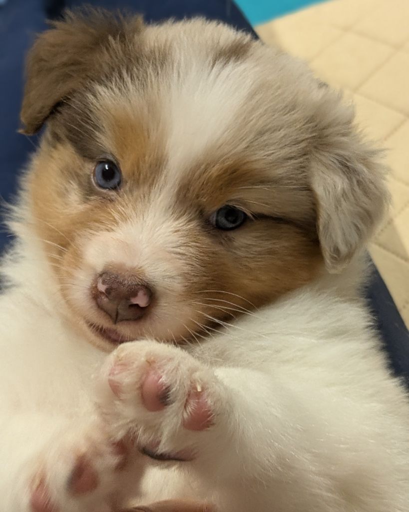 The Touch Of Madness - Chiots disponibles - Berger Australien