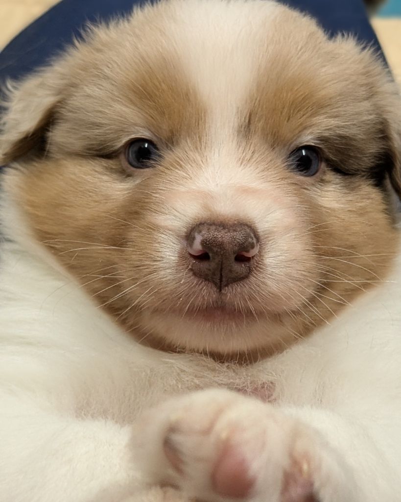 The Touch Of Madness - Chiots disponibles - Berger Australien