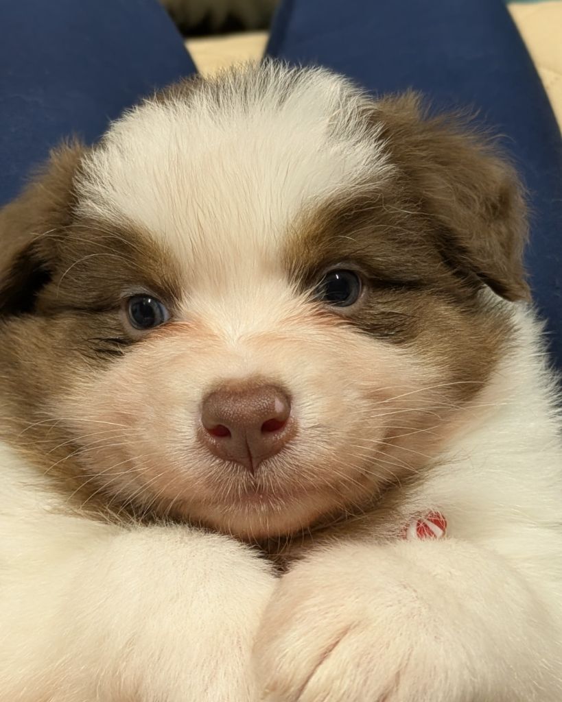 The Touch Of Madness - Chiots disponibles - Berger Australien