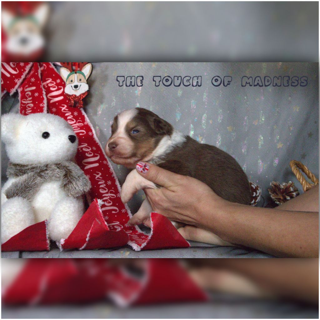 The Touch Of Madness - Chiots disponibles - Berger Australien