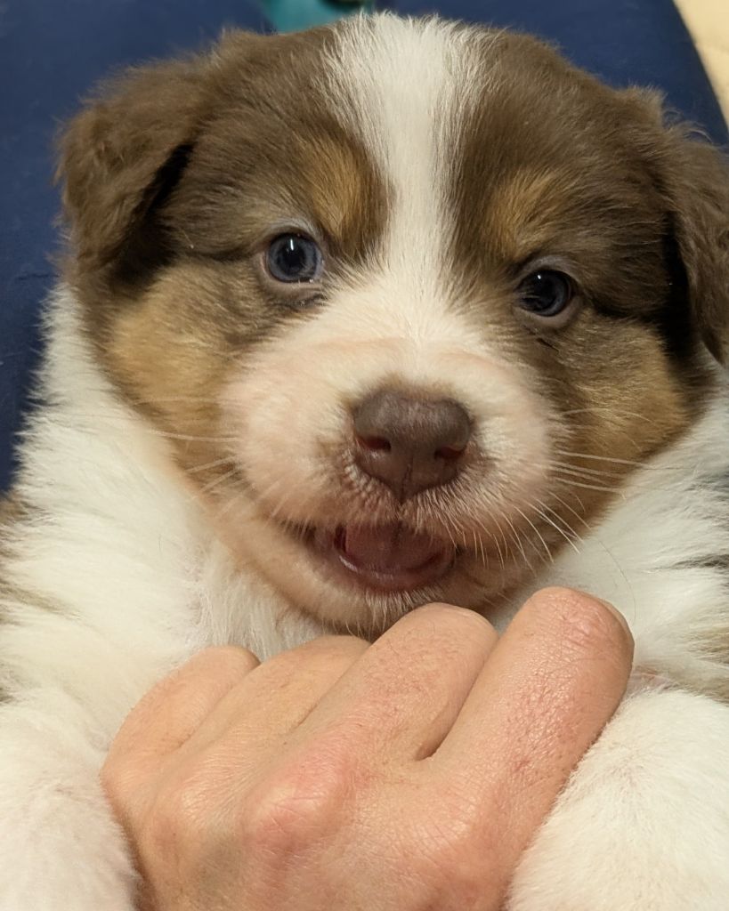 The Touch Of Madness - Chiots disponibles - Berger Australien